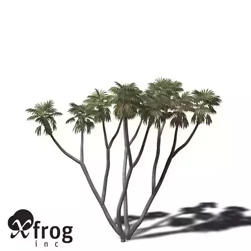 XfrogPlants African Doum Palm 3D model