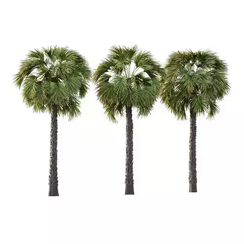 Washingtonia Robusta Palm Tree 01