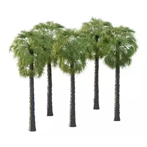 Washingtonia Robusta Palm Tree 02