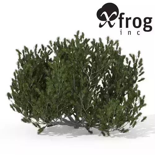 XfrogPlants Mugo Pine 1