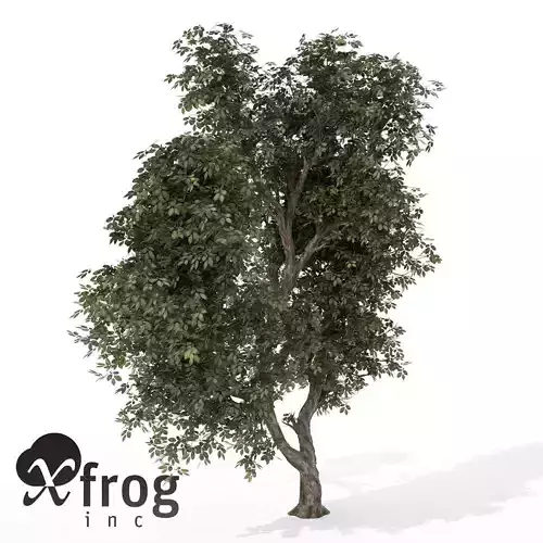 XfrogPlants Hornbeam 1 Free 3D model