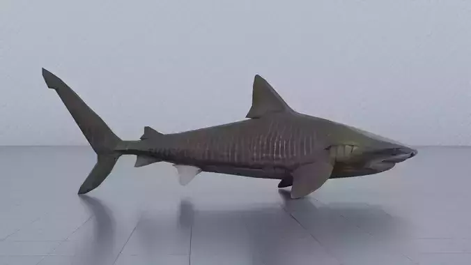 Tiger Shark