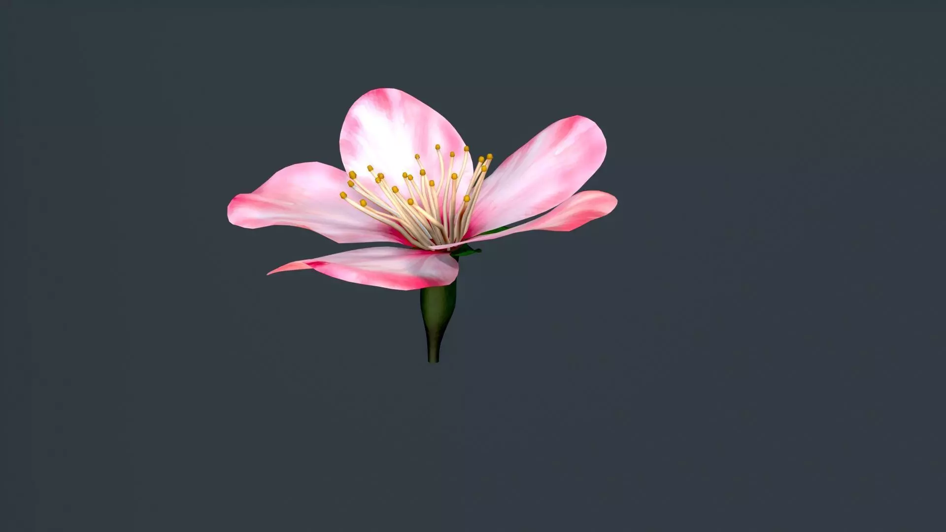 peach flower Low-poly 3D model