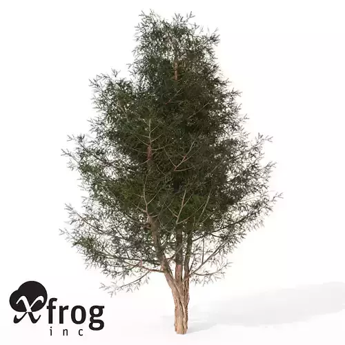 XfrogPlants English Yew 2