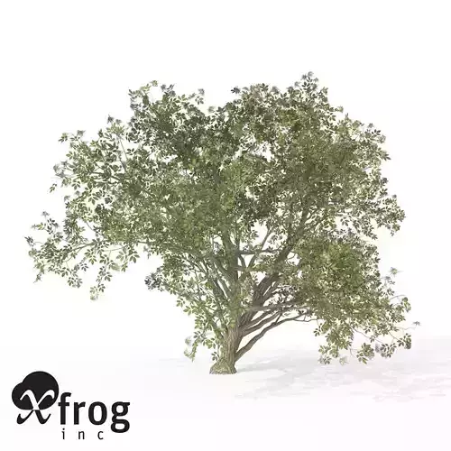 XfrogPlants Elderberry 1 3D model
