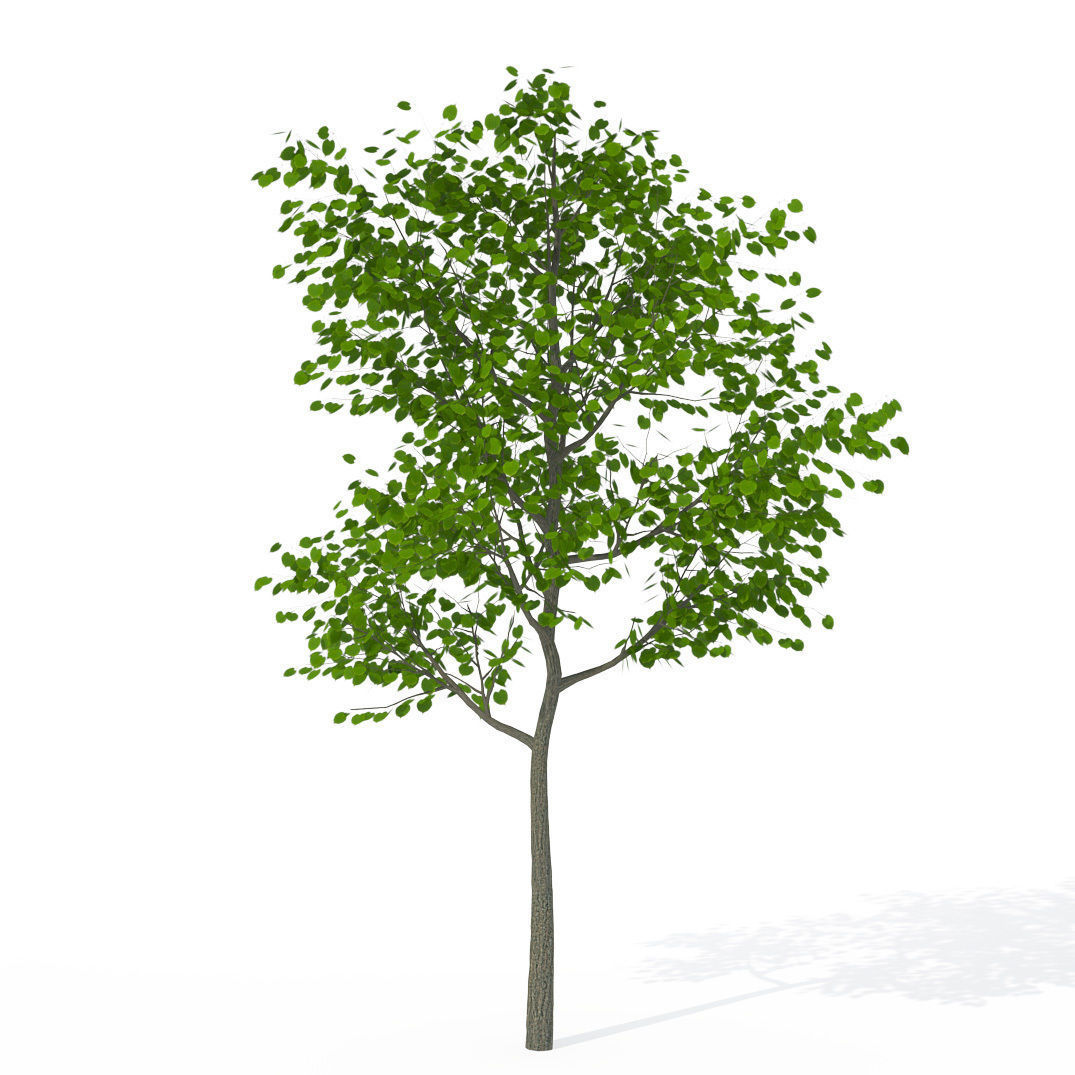 XfrogPlants Littleleaf Linden 3D model_1