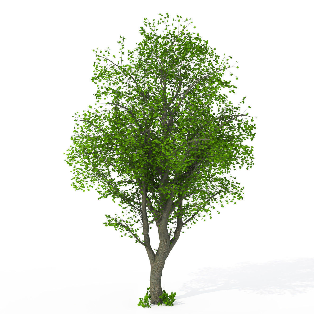 XfrogPlants Littleleaf Linden 3D model_2