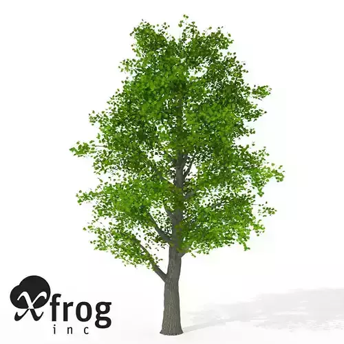 XfrogPlants Littleleaf Linden 3D model