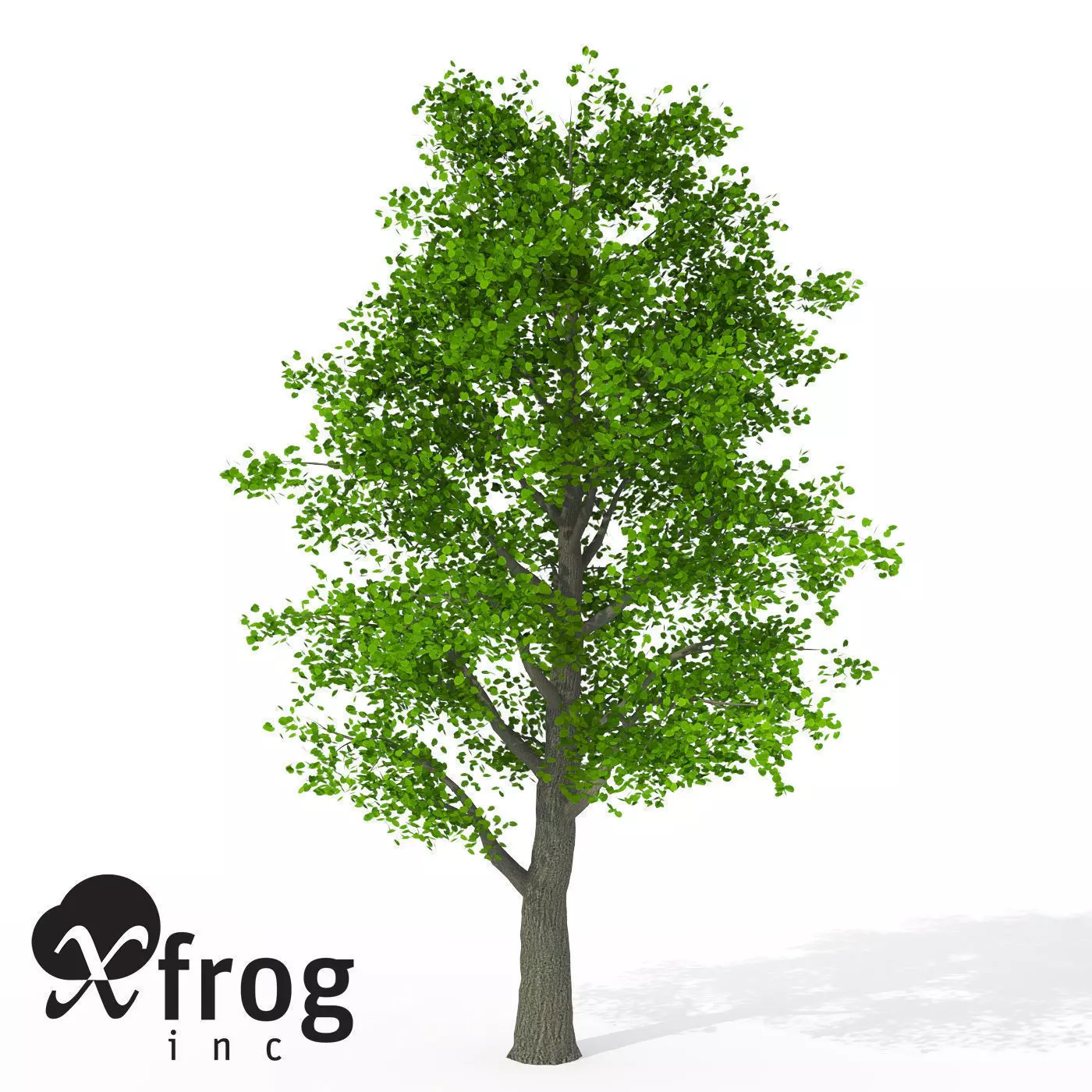 XfrogPlants Littleleaf Linden 3D model_0