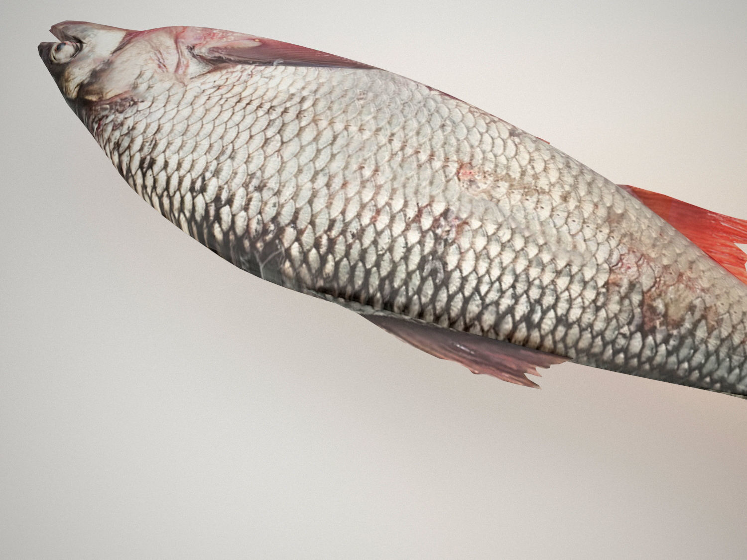 Raw fresh fish 3D model_3