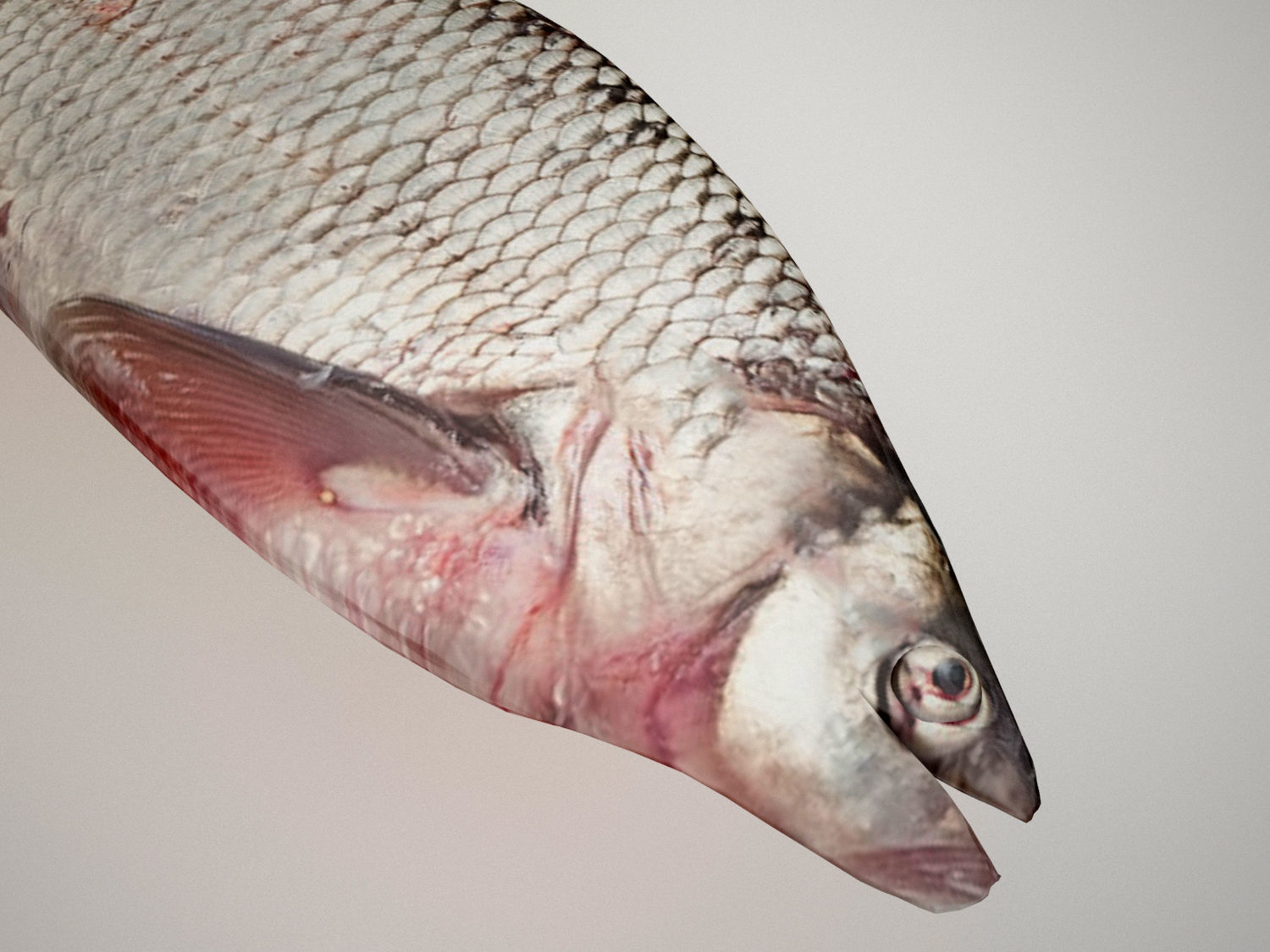 Raw fresh fish 3D model_2