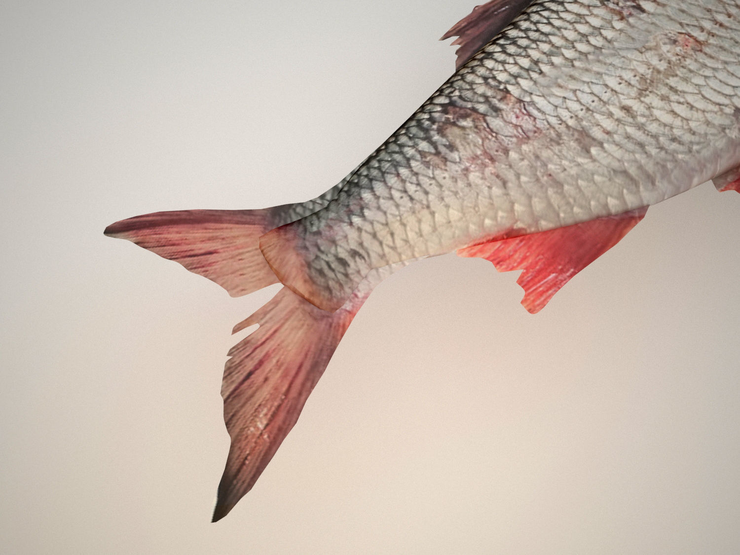 Raw fresh fish 3D model_4