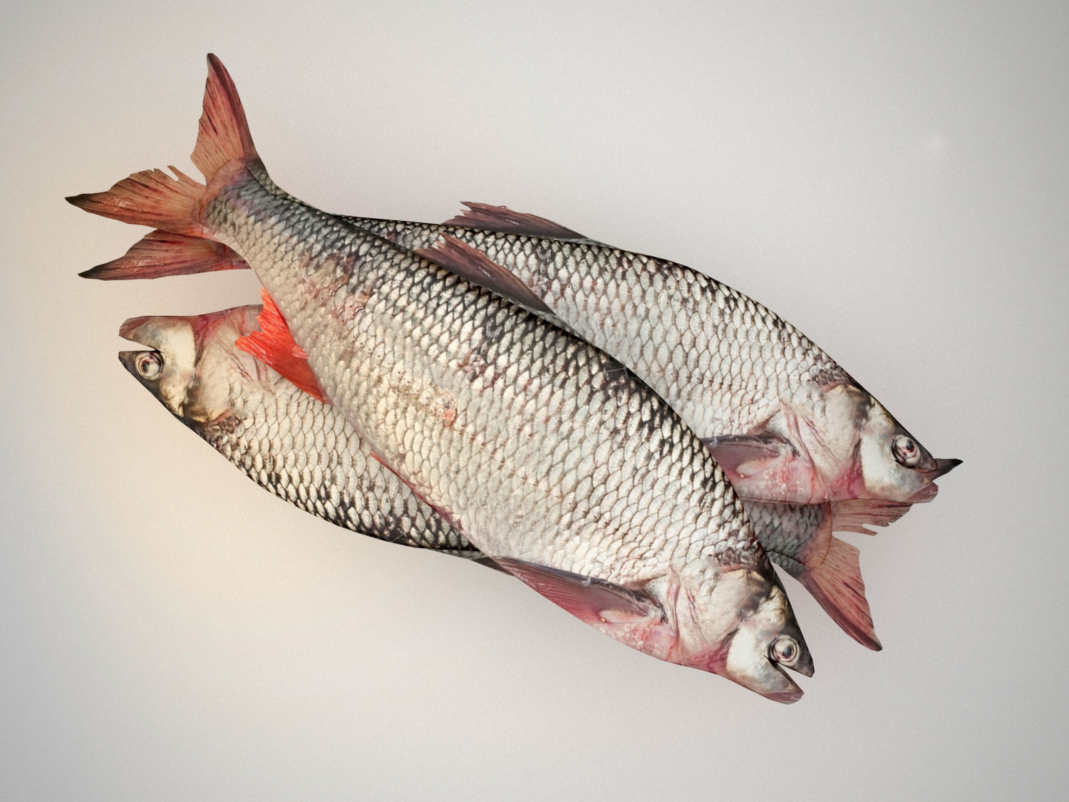 Raw fresh fish 3D model_1