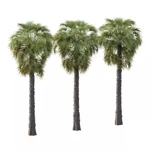 Washingtonia Robusta Palm Tree 03