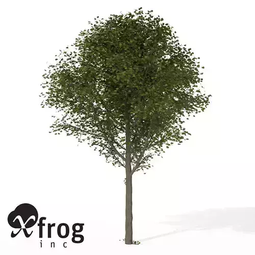 XfrogPlants Broad Leaved Linden 3D model