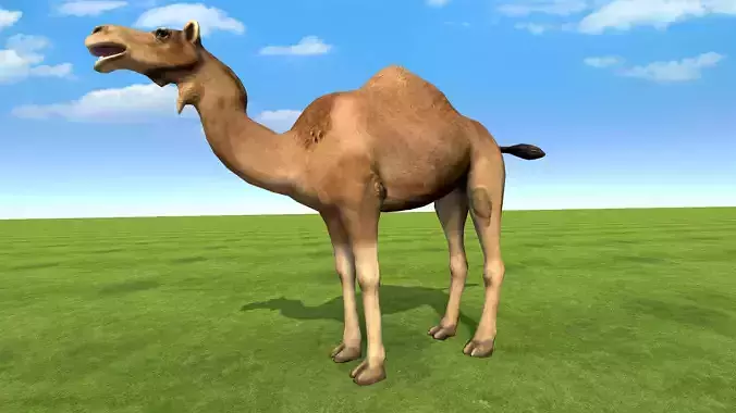 Camel rigged animated 