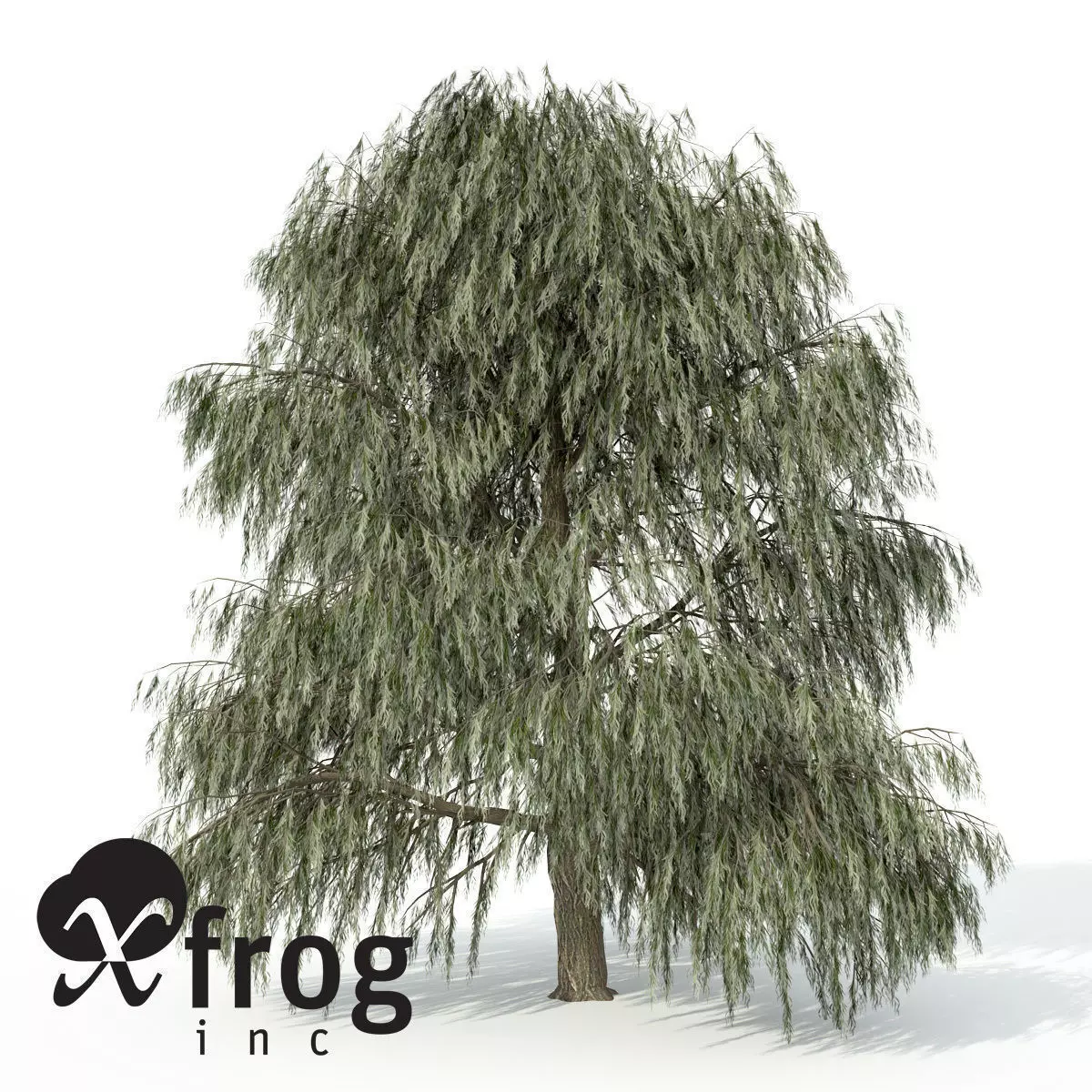 XfrogPlants Weeping Willow 3D model