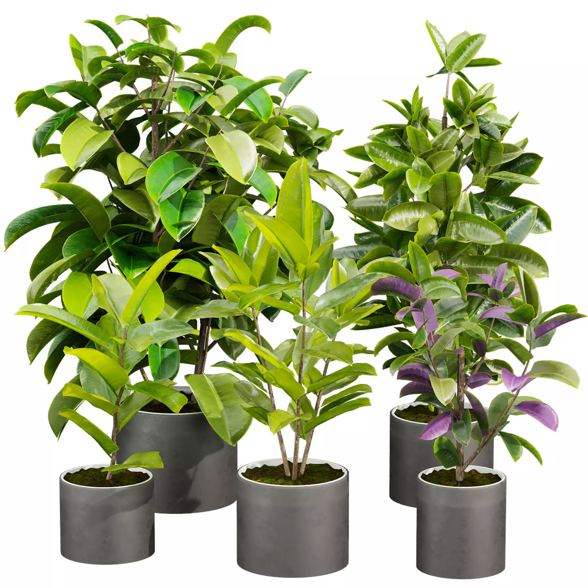 plant vol 777 - indoor - rubber - ficus 3D model