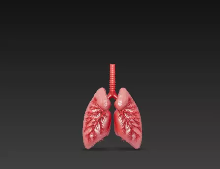 Human Lungs Organ 3D Model 3D print model