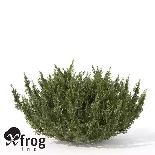 XfrogPlants African Boxwood 3D model