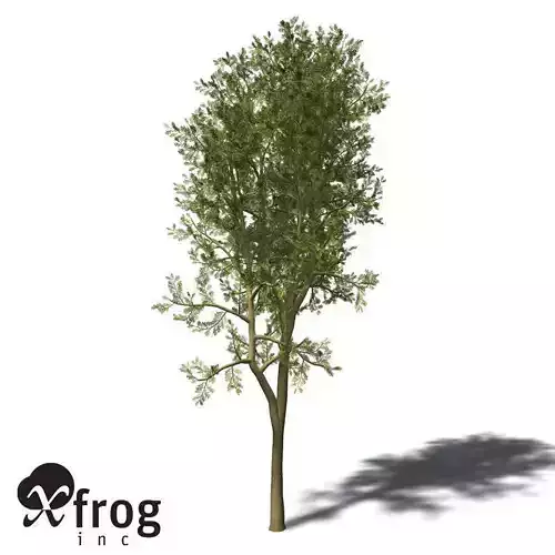 XfrogPlants Yellowwood