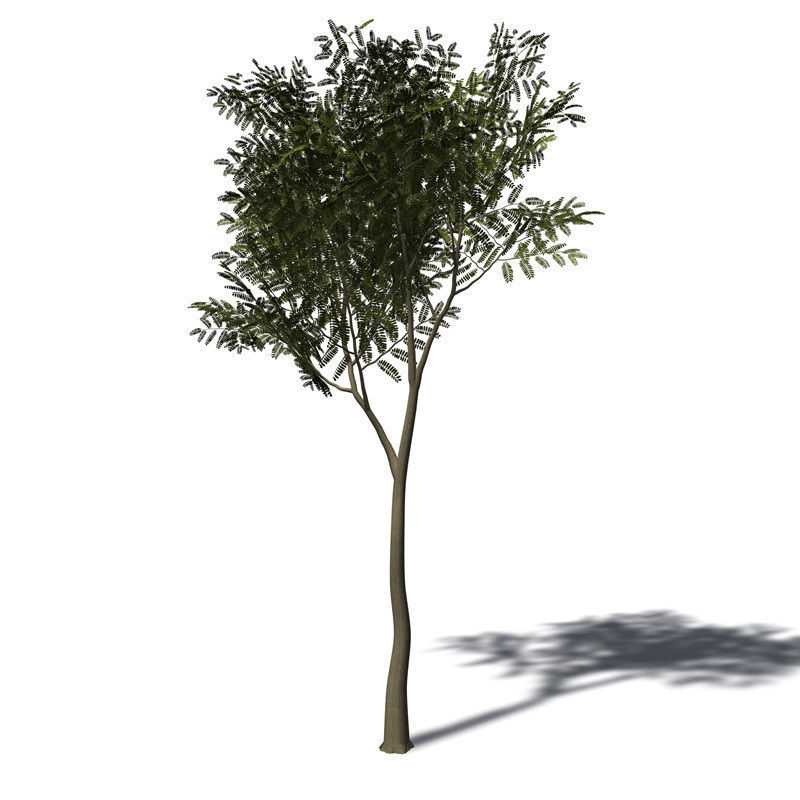 XfrogPlants Tamarind 3D model_2