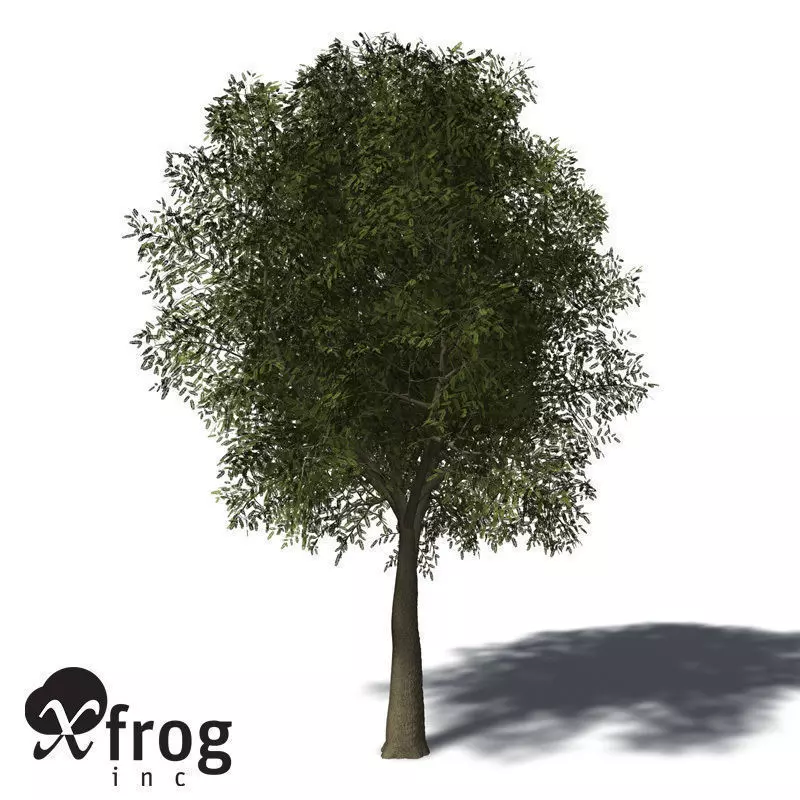 XfrogPlants Tamarind 3D model_0