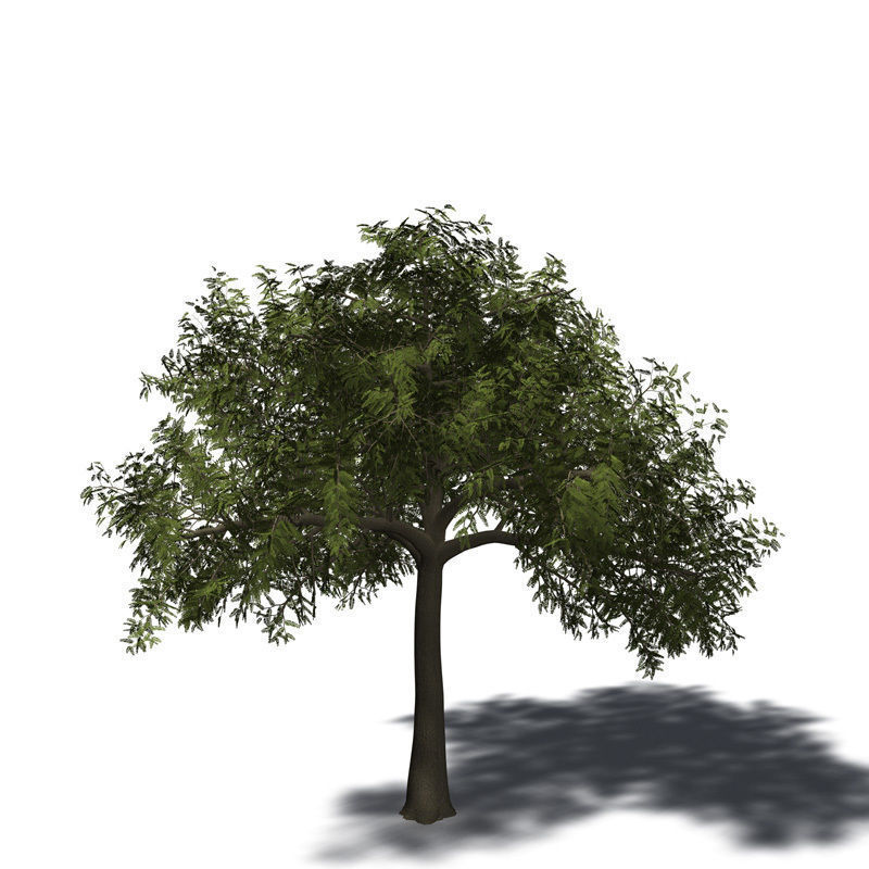 XfrogPlants Tamarind 3D model_1