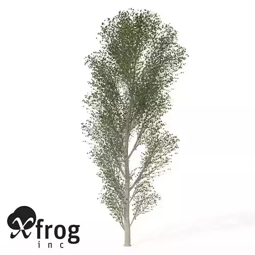 XfrogPlants Black Poplar 3D model