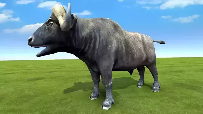 Buffalo rigged animated 