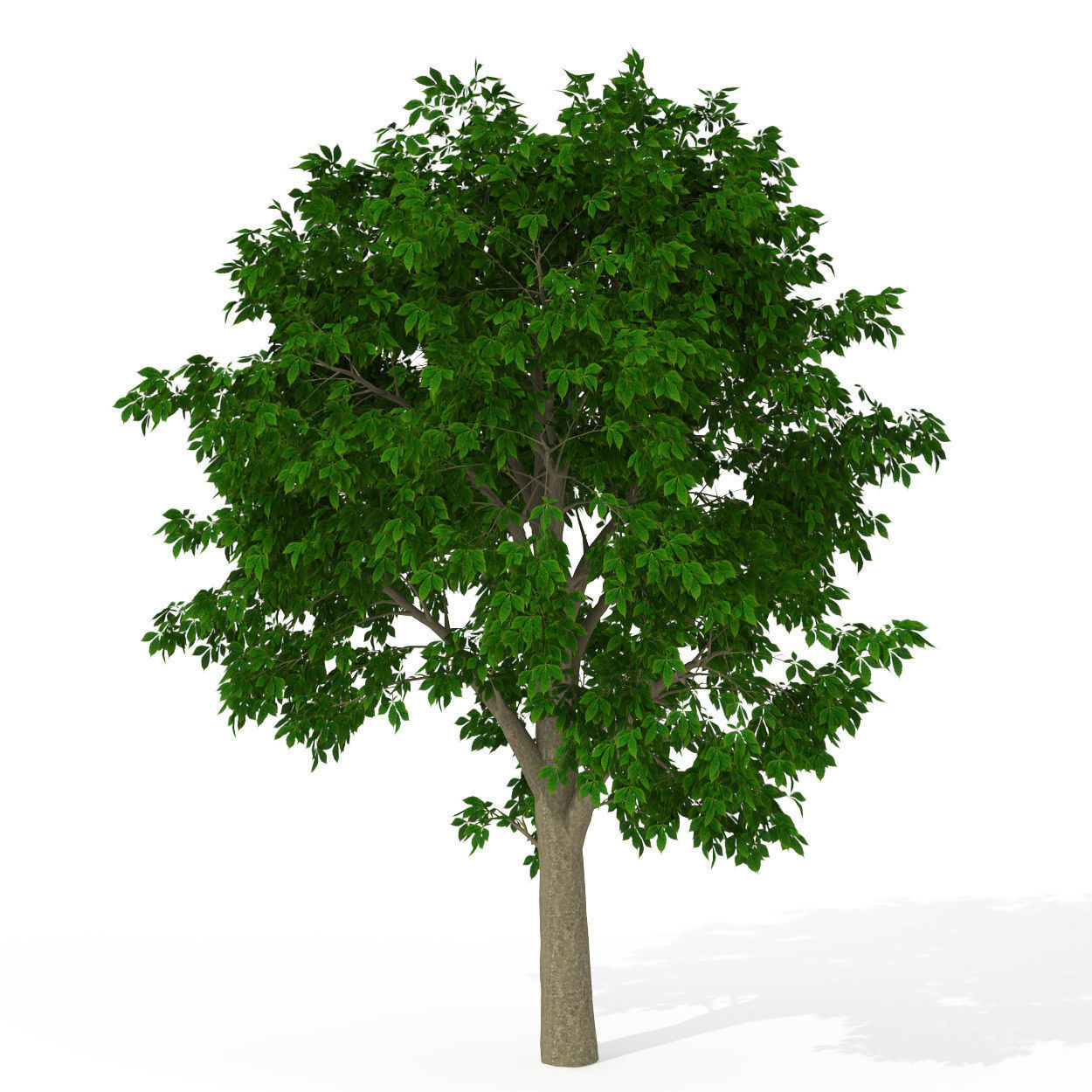 XfrogPlants Horse Chestnut 3D model_2