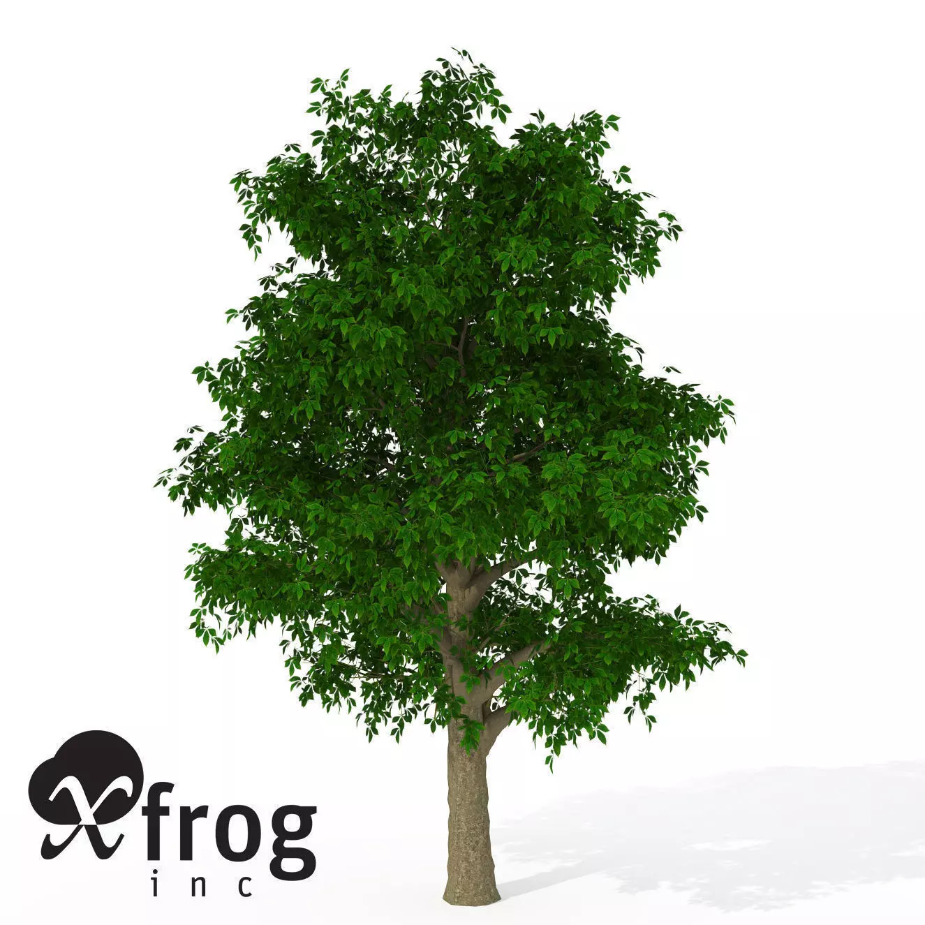 XfrogPlants Horse Chestnut 3D model_0