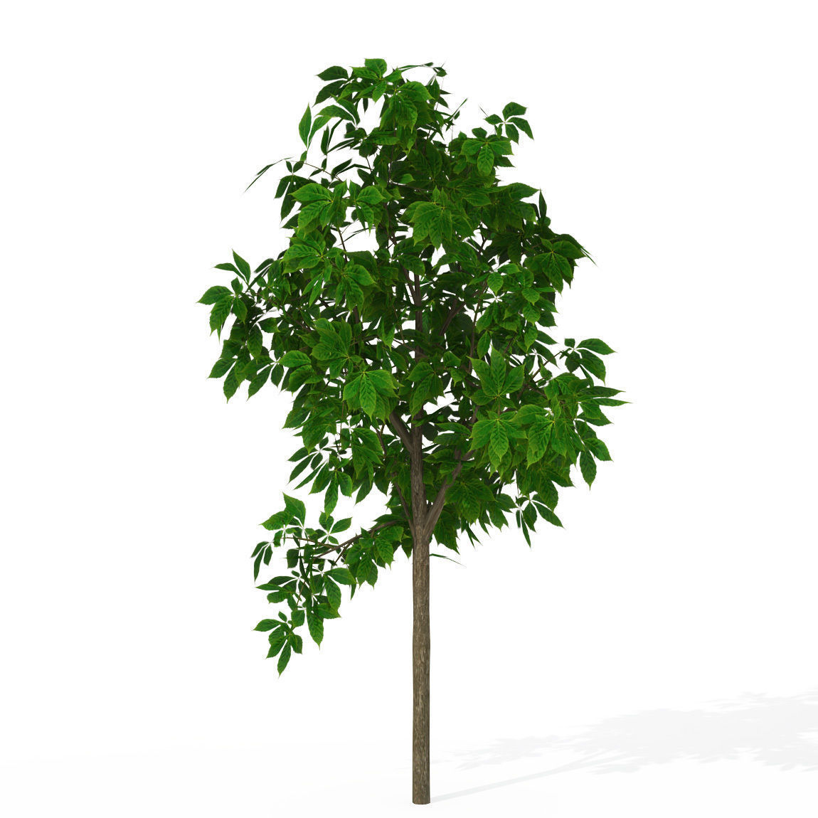XfrogPlants Horse Chestnut 3D model_1