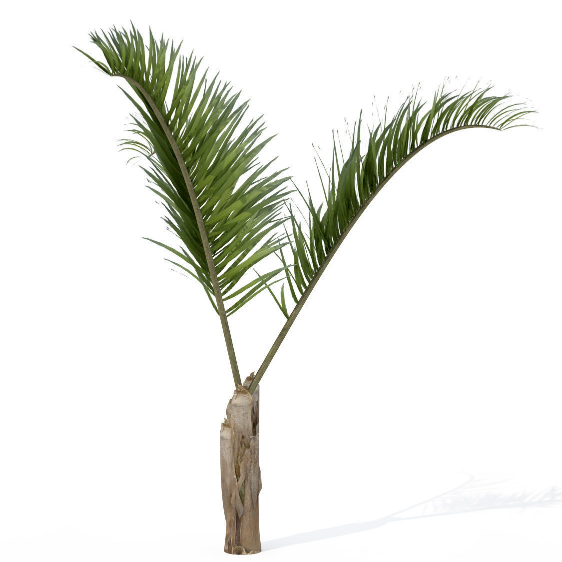 XfrogPlants Triangle Palm 3D model_2