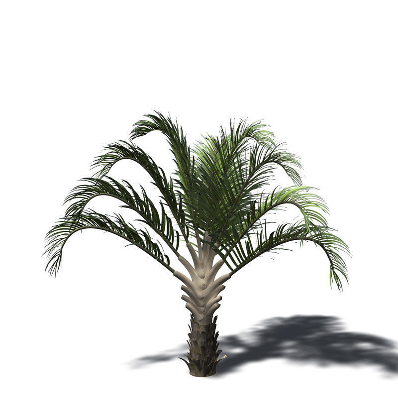 XfrogPlants Triangle Palm 3D model_1
