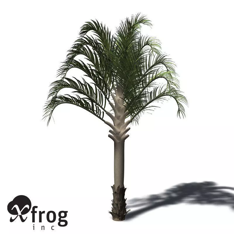 XfrogPlants Triangle Palm 3D model_0