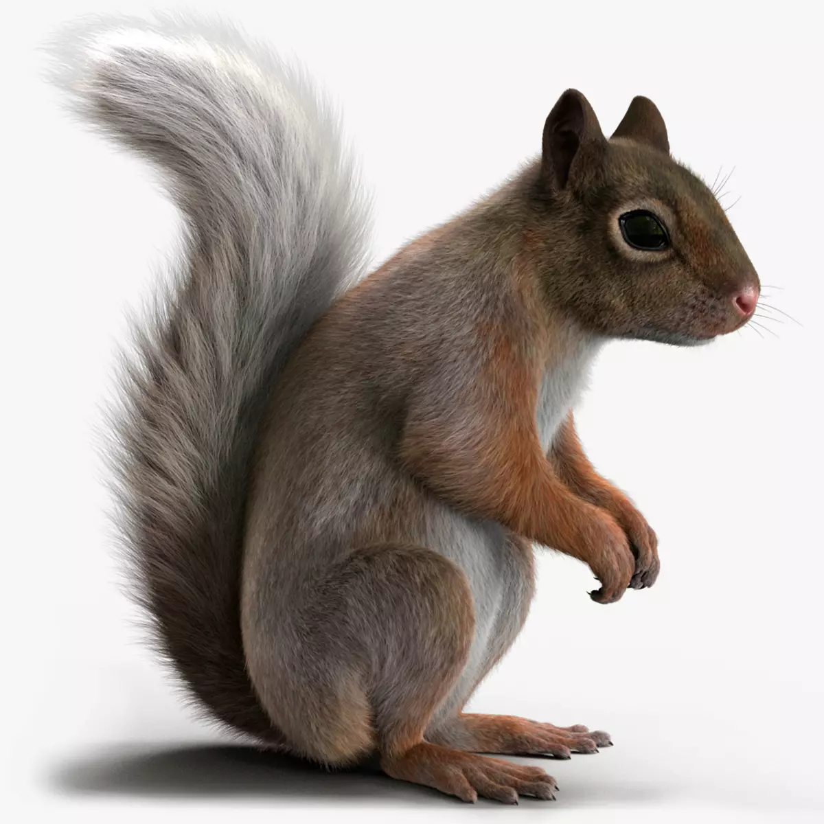 Brown Squirrel FUR 3D model