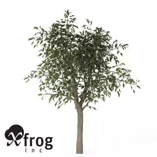 XfrogPlants River Wild Pear 3D model