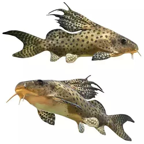 Synodontis Eupterus