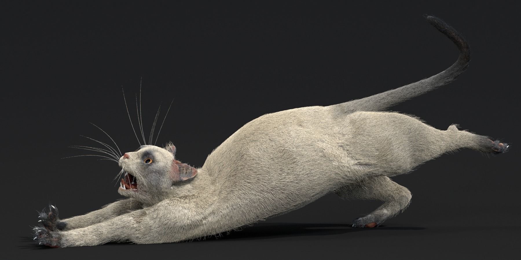 Customizable Rigged Cat 3D model_2