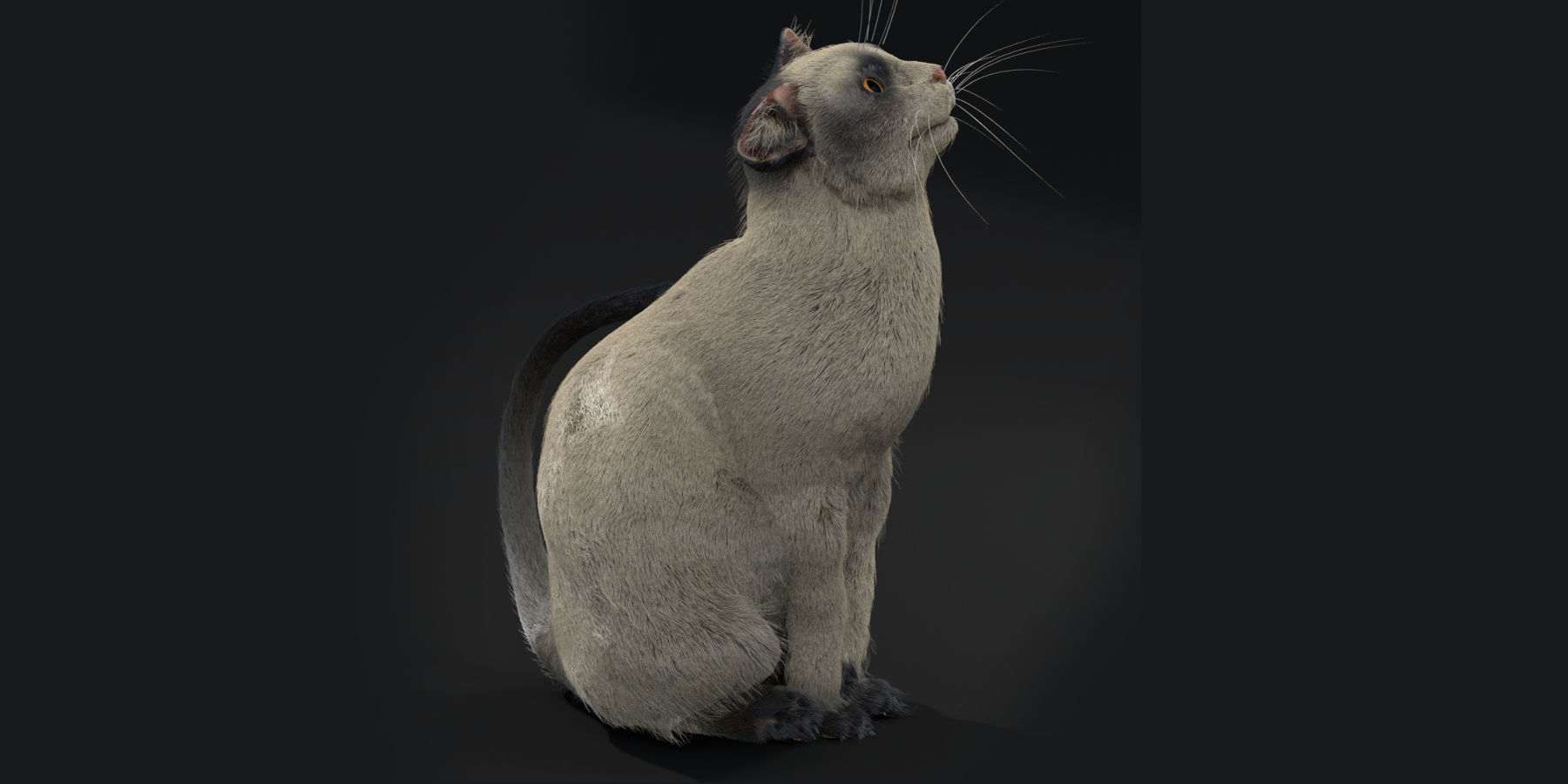Customizable Rigged Cat 3D model_1