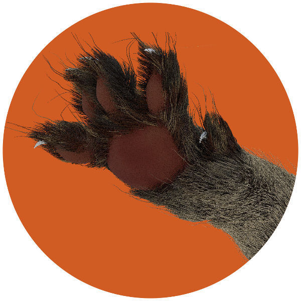 Customizable Rigged Cat 3D model_5
