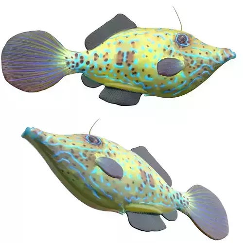 Scrawled Filefish