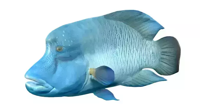 Napoleon Wrasse