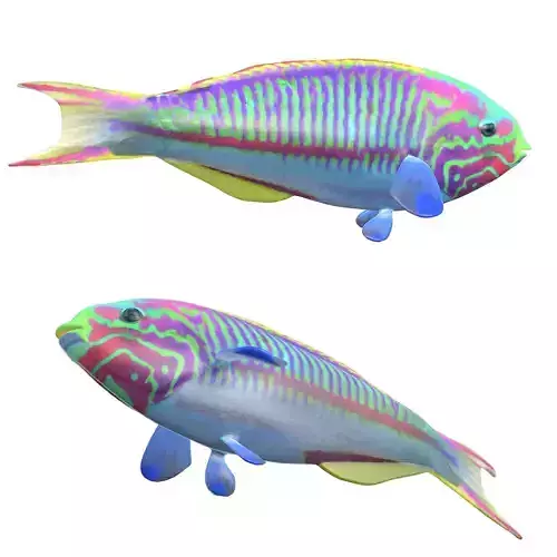 Klunzinger Wrasse