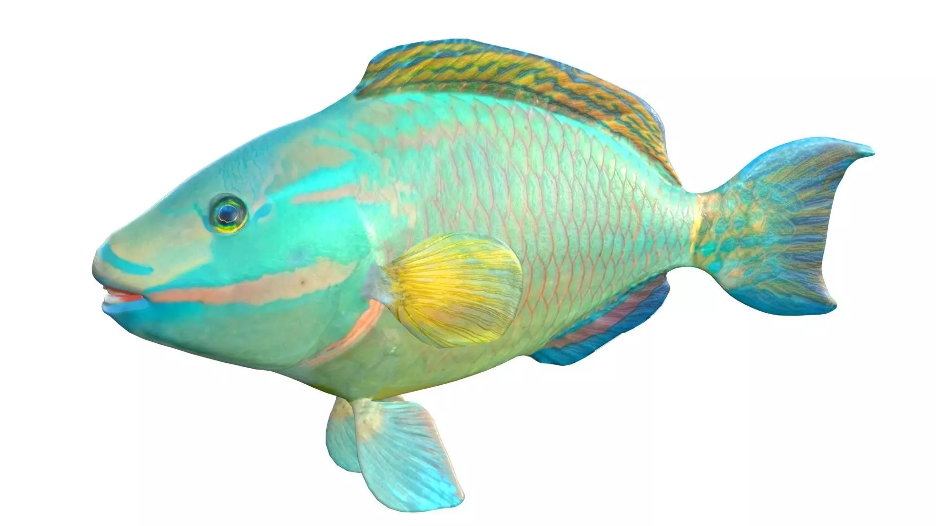 Green Queen Parrotfish Low-poly 3D model