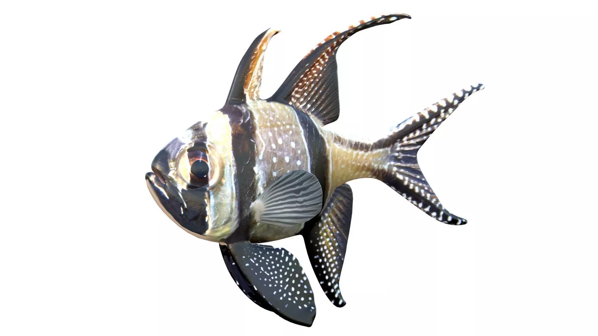Banggai Cardinalfish Low-poly 3D model