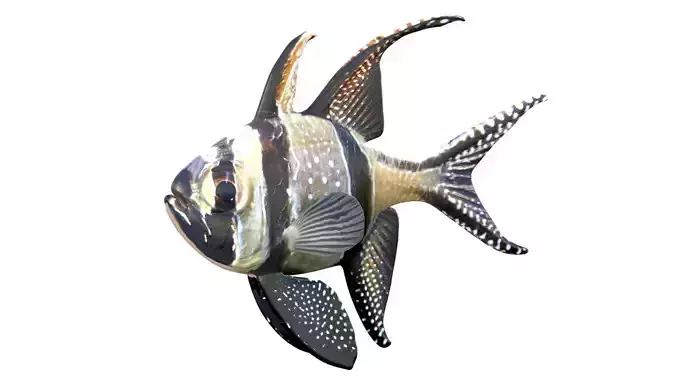 Banggai Cardinalfish