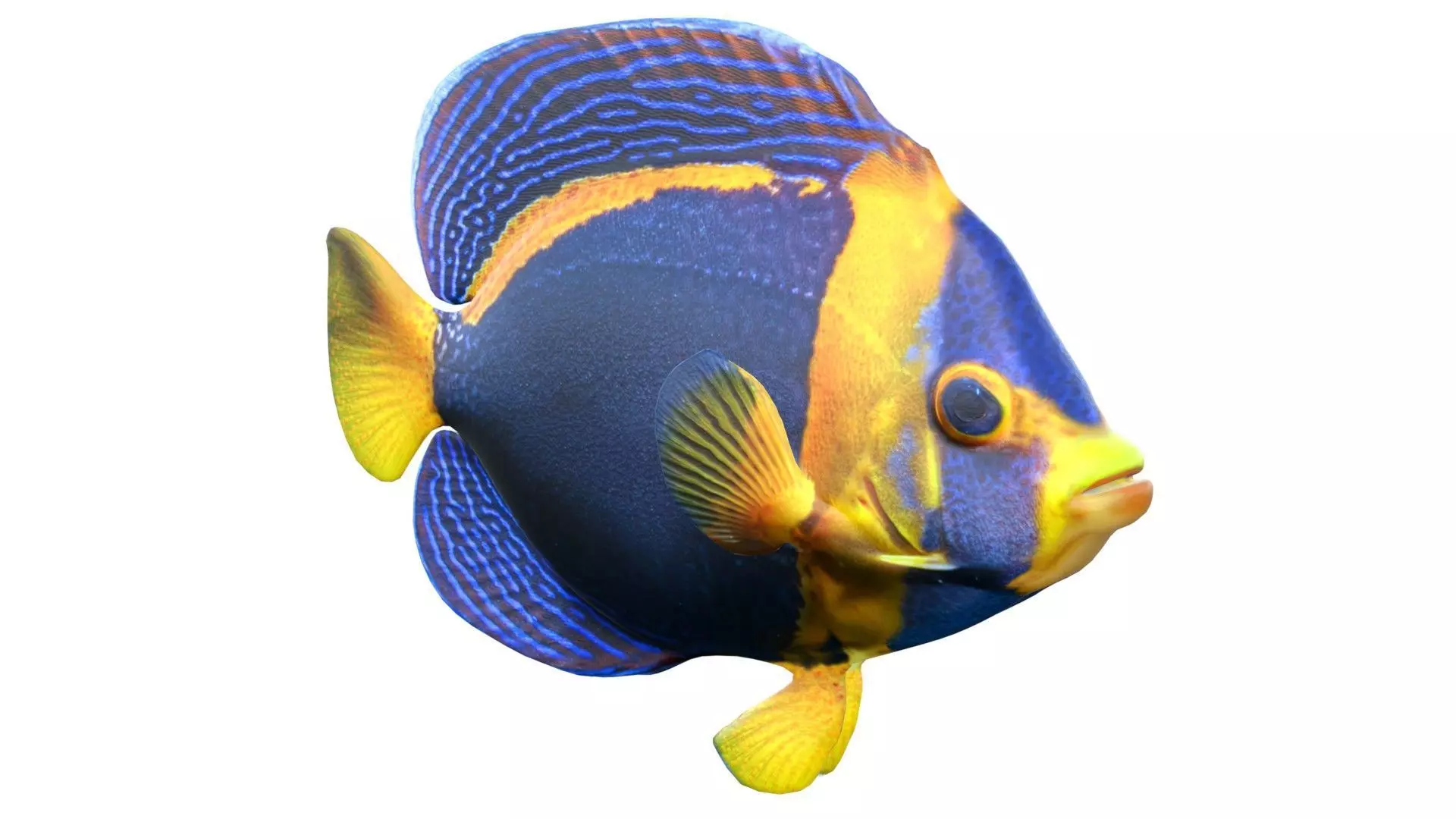Angelfish Scribbled Low-poly 3D model