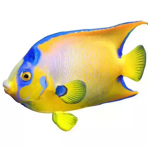 Angelfish Queen